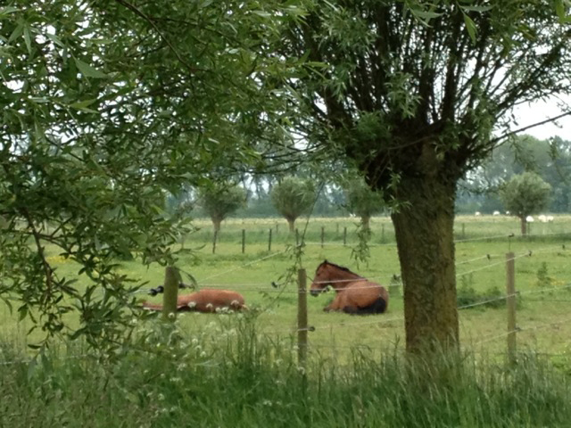 https://www.rosmolenhoeve.be/uploads/images/agriton/paardenfoto.jpg